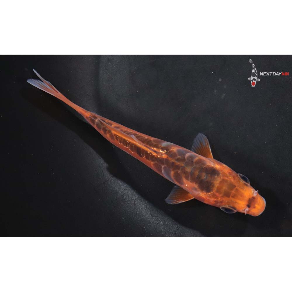 4.5” Imported Shusui