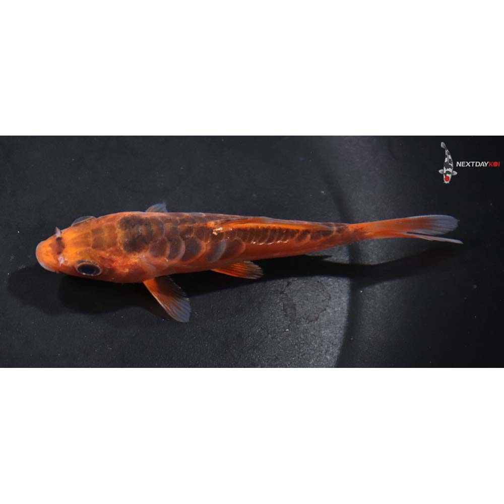 4.5” Imported Shusui