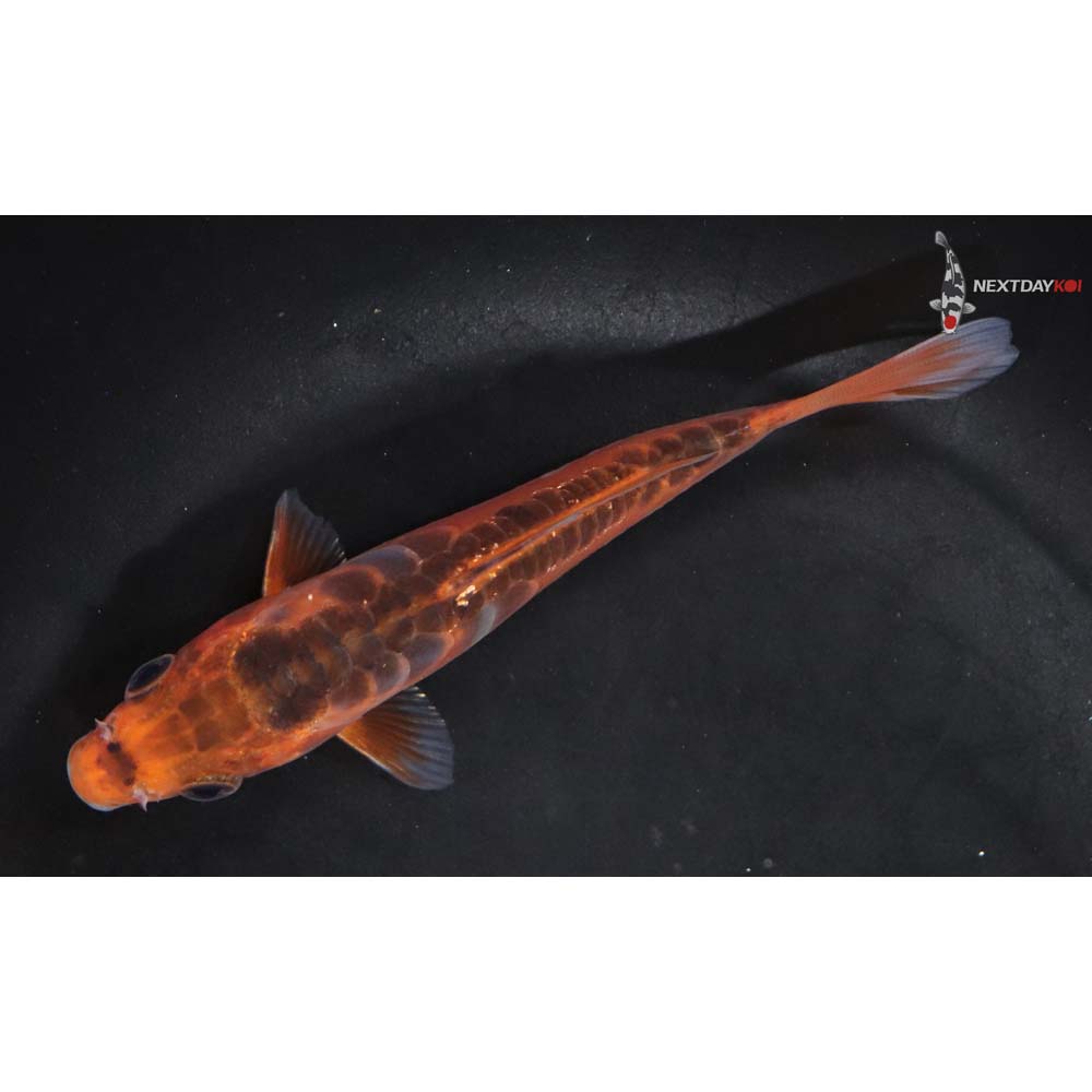 4.5” Imported Shusui