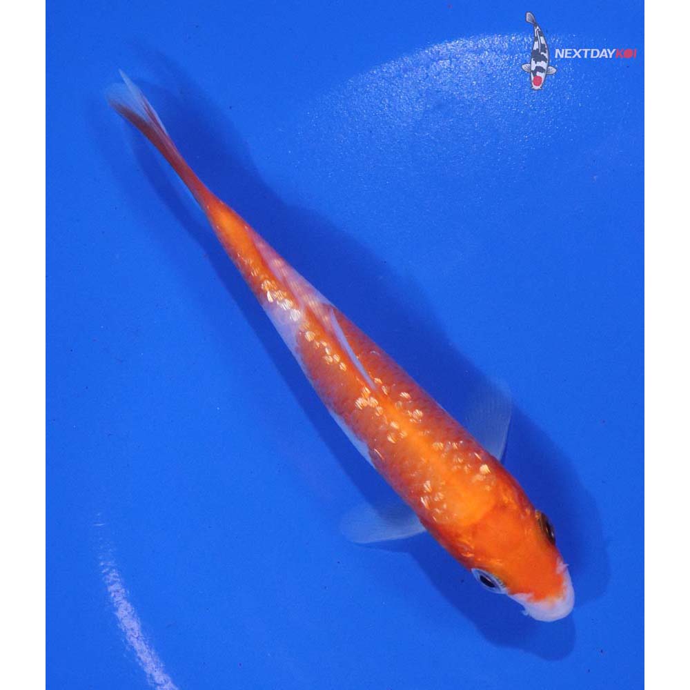 4.5” Imported Gin Rin Kohaku
