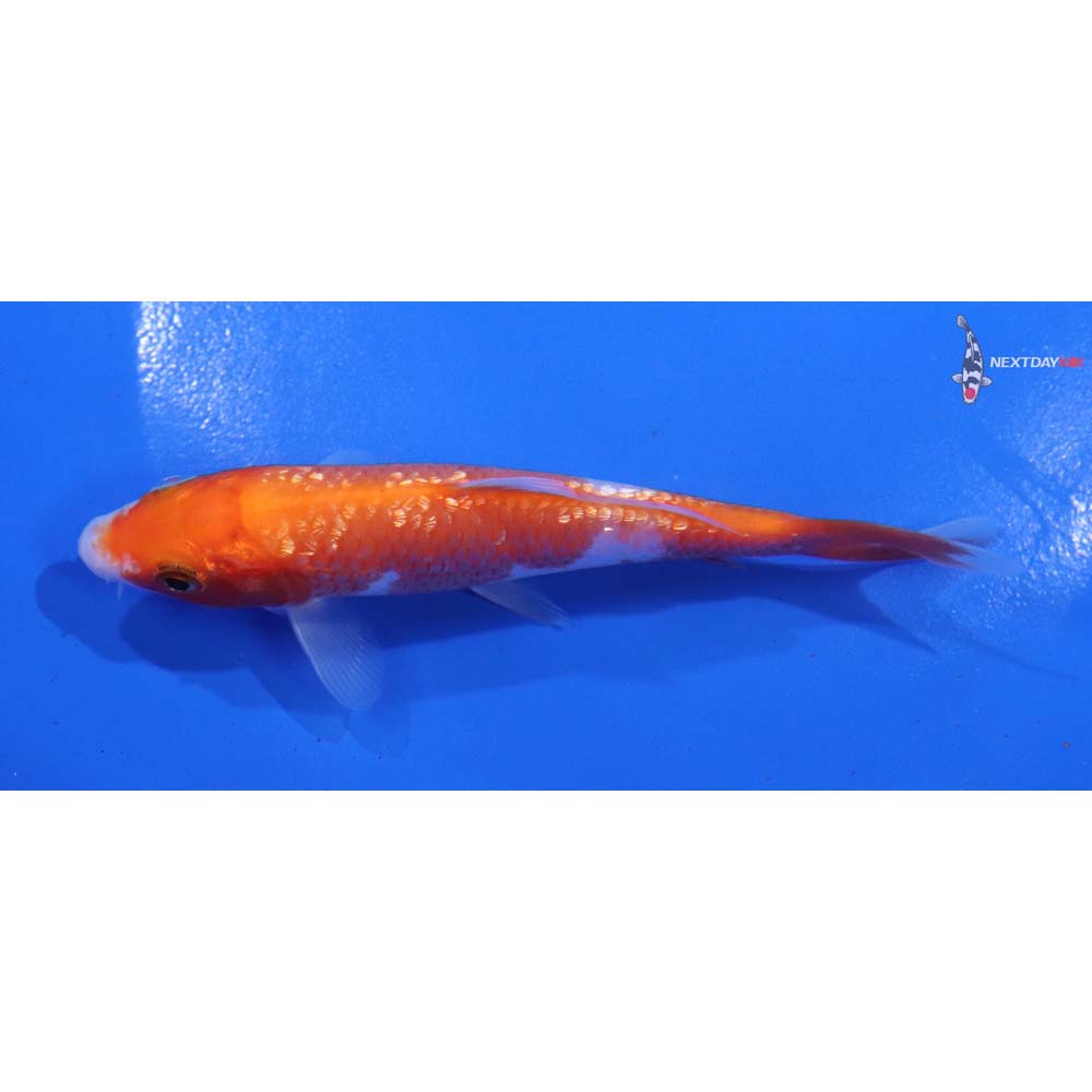 4.5” Imported Gin Rin Kohaku