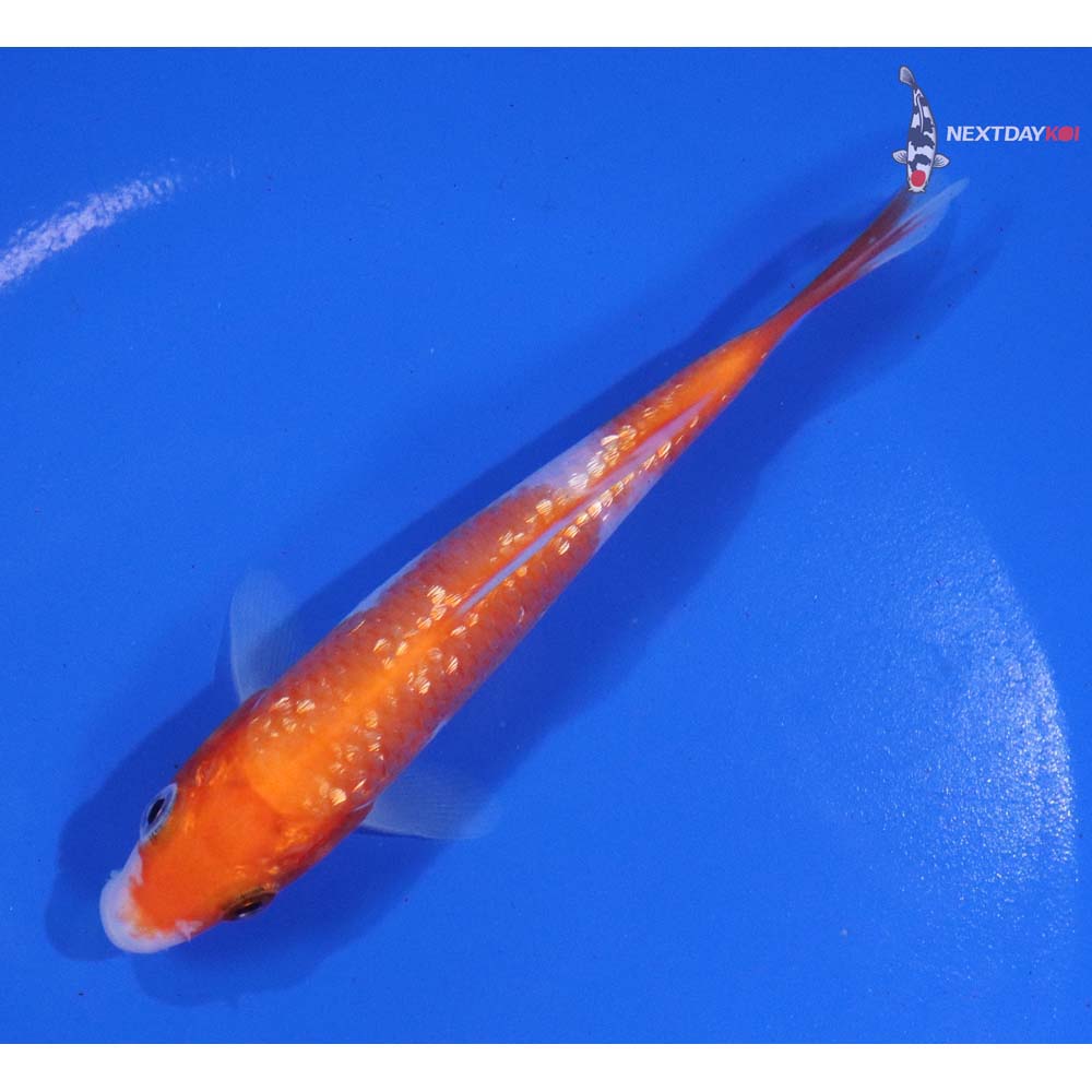 4.5” Imported Gin Rin Kohaku