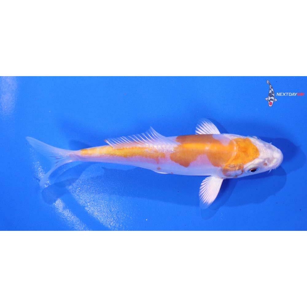 4” Imported Kikusui