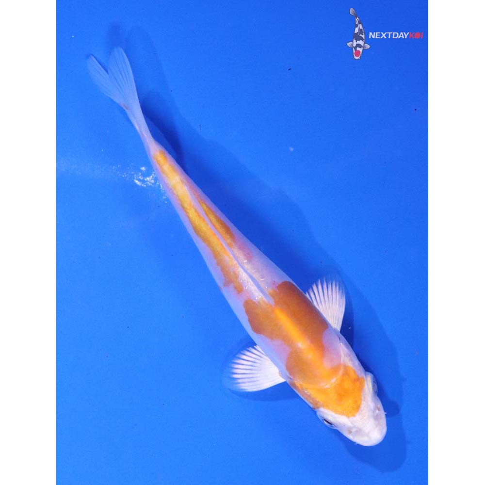 4” Imported Kikusui