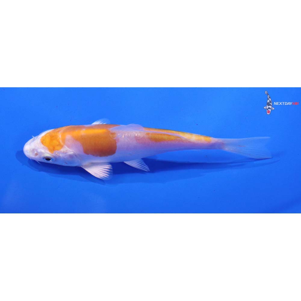 4” Imported Kikusui