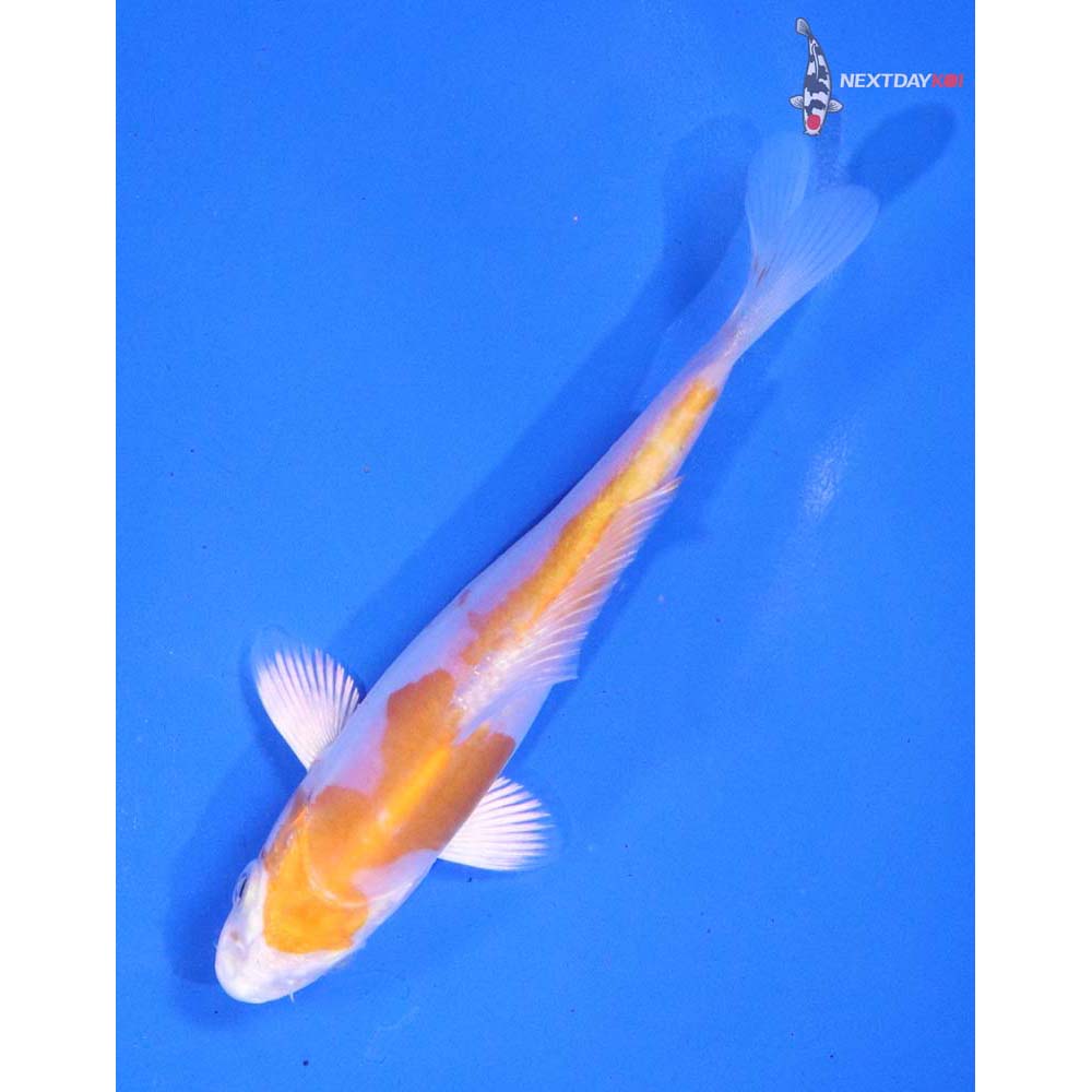 4” Imported Kikusui