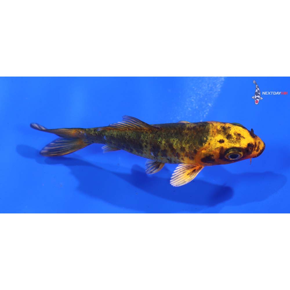 3” Imported Ki Bekko