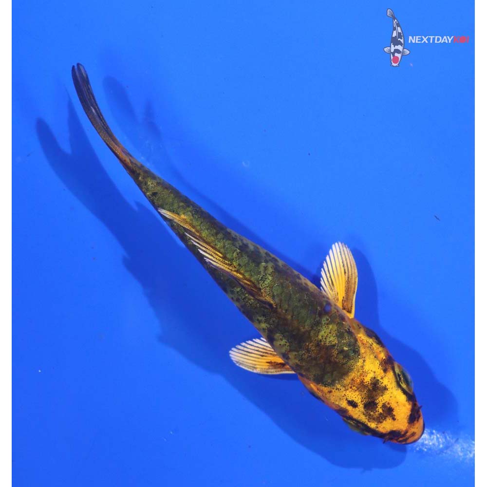 3” Imported Ki Bekko