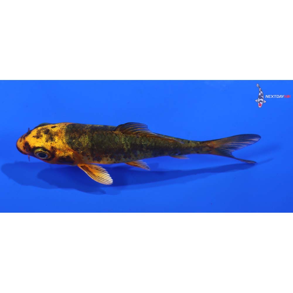 3” Imported Ki Bekko