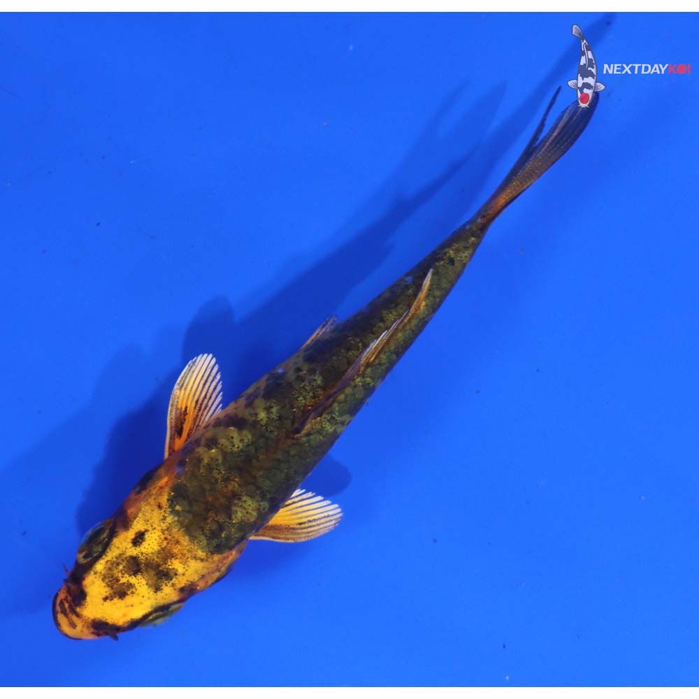 3” Imported Ki Bekko