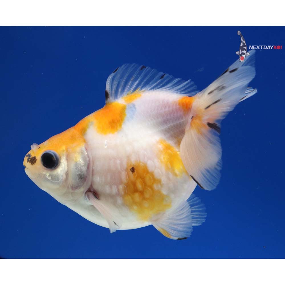 3.5” Imported Calico Ryukin