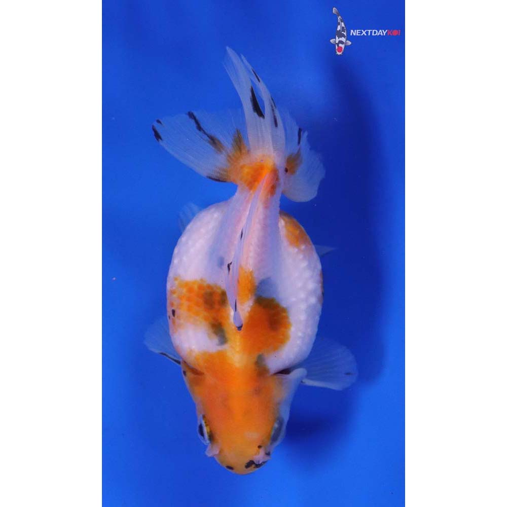 3.5” Imported Calico Ryukin