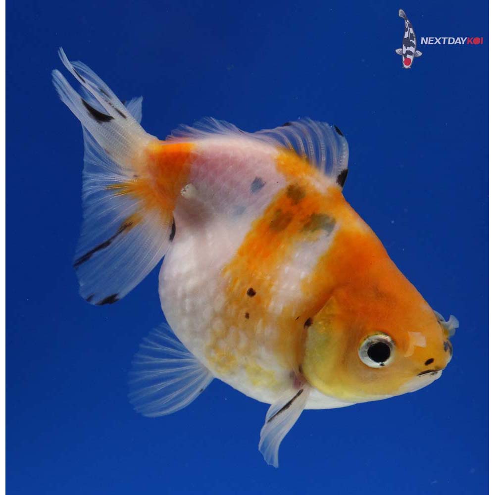 3.5” Imported Calico Ryukin