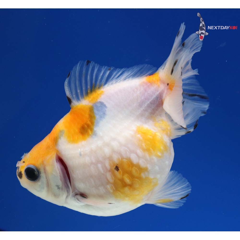 3.5” Imported Calico Ryukin