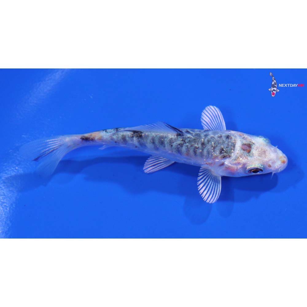 3” Imported Armor Scaled Yamato Nishiki