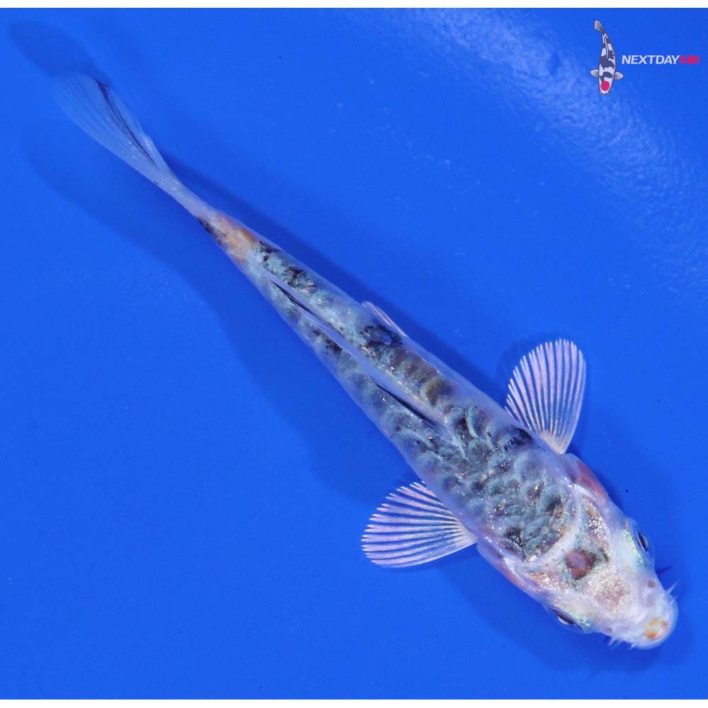 3” Imported Armor Scaled Yamato Nishiki