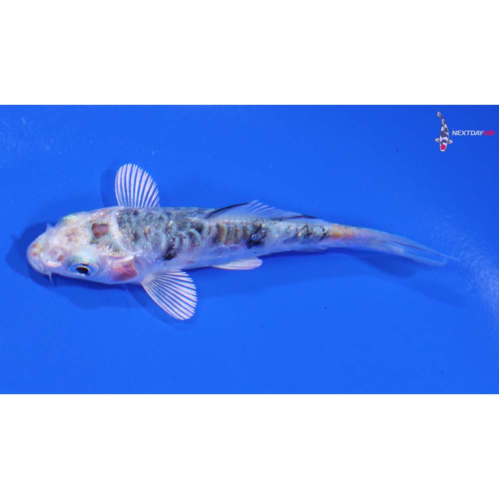 3” Imported Armor Scaled Yamato Nishiki