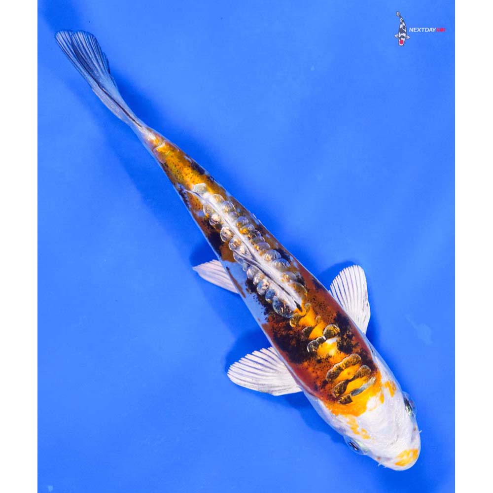 5.5” Imported Gin Rin Heisei Nishiki