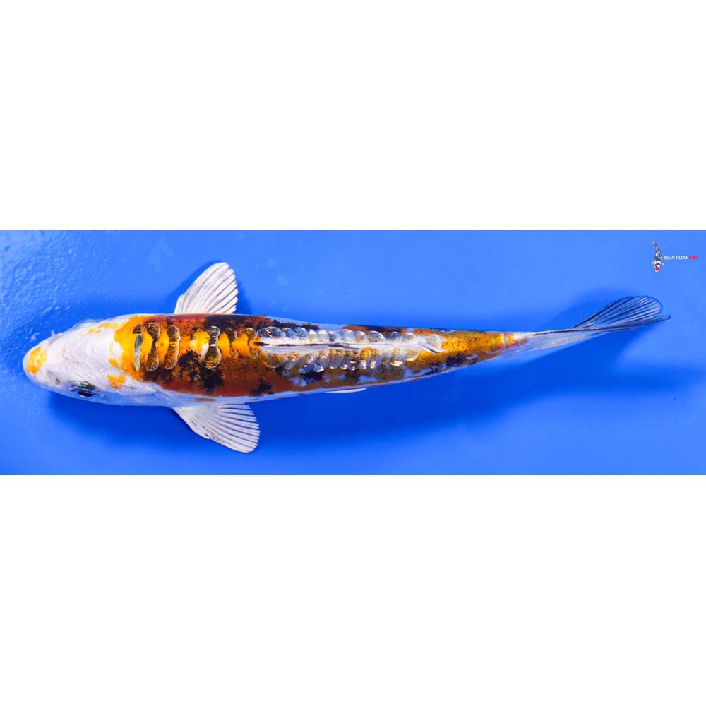 5.5” Imported Gin Rin Heisei Nishiki