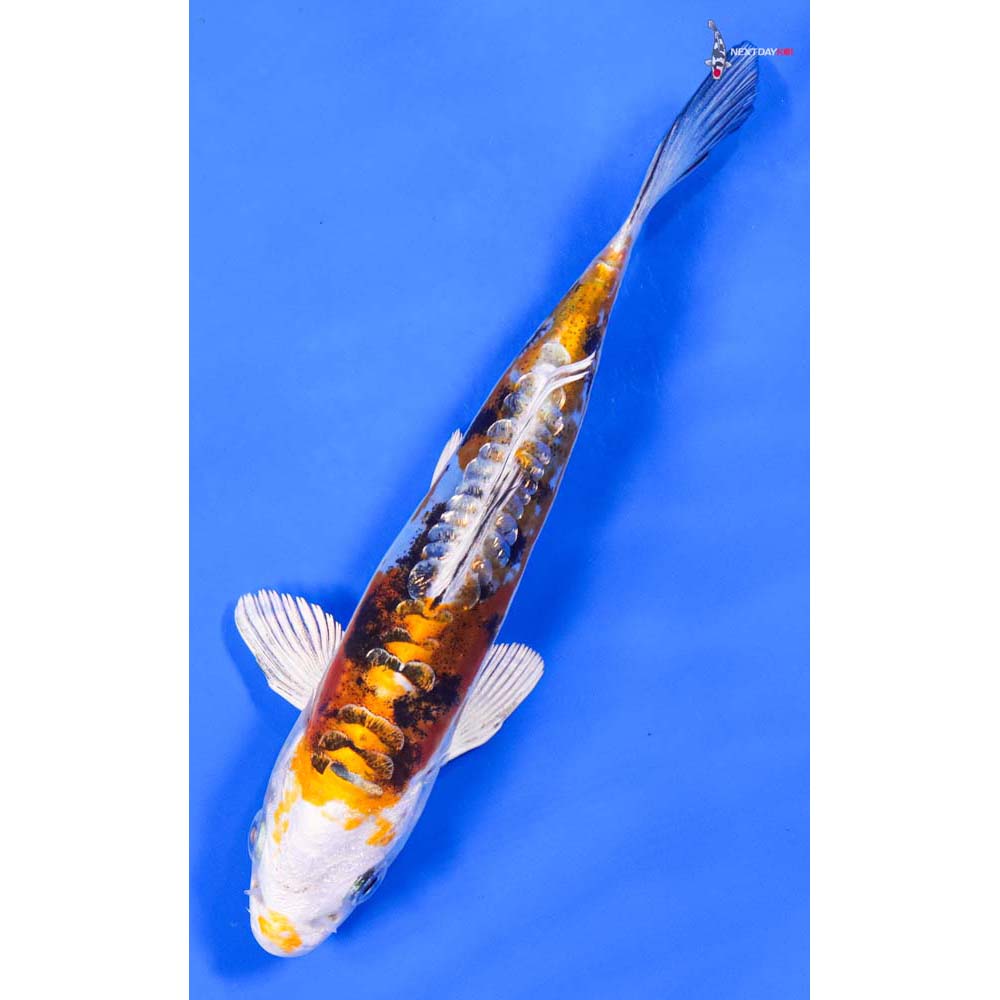 5.5” Imported Gin Rin Heisei Nishiki