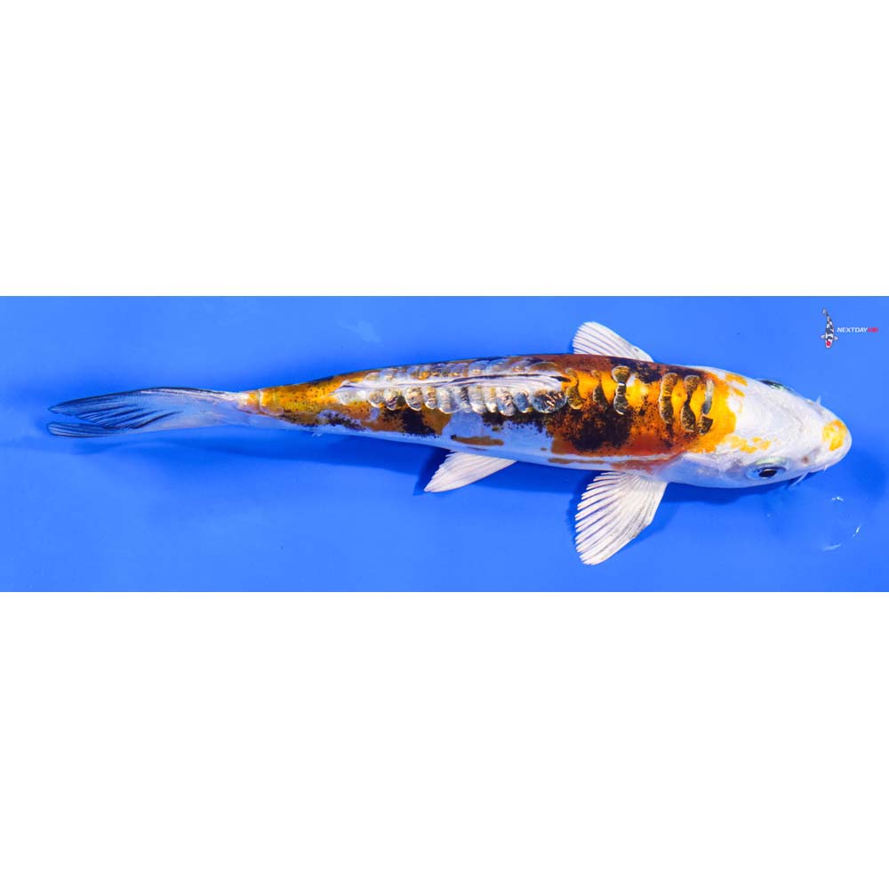 5.5” Imported Gin Rin Heisei Nishiki