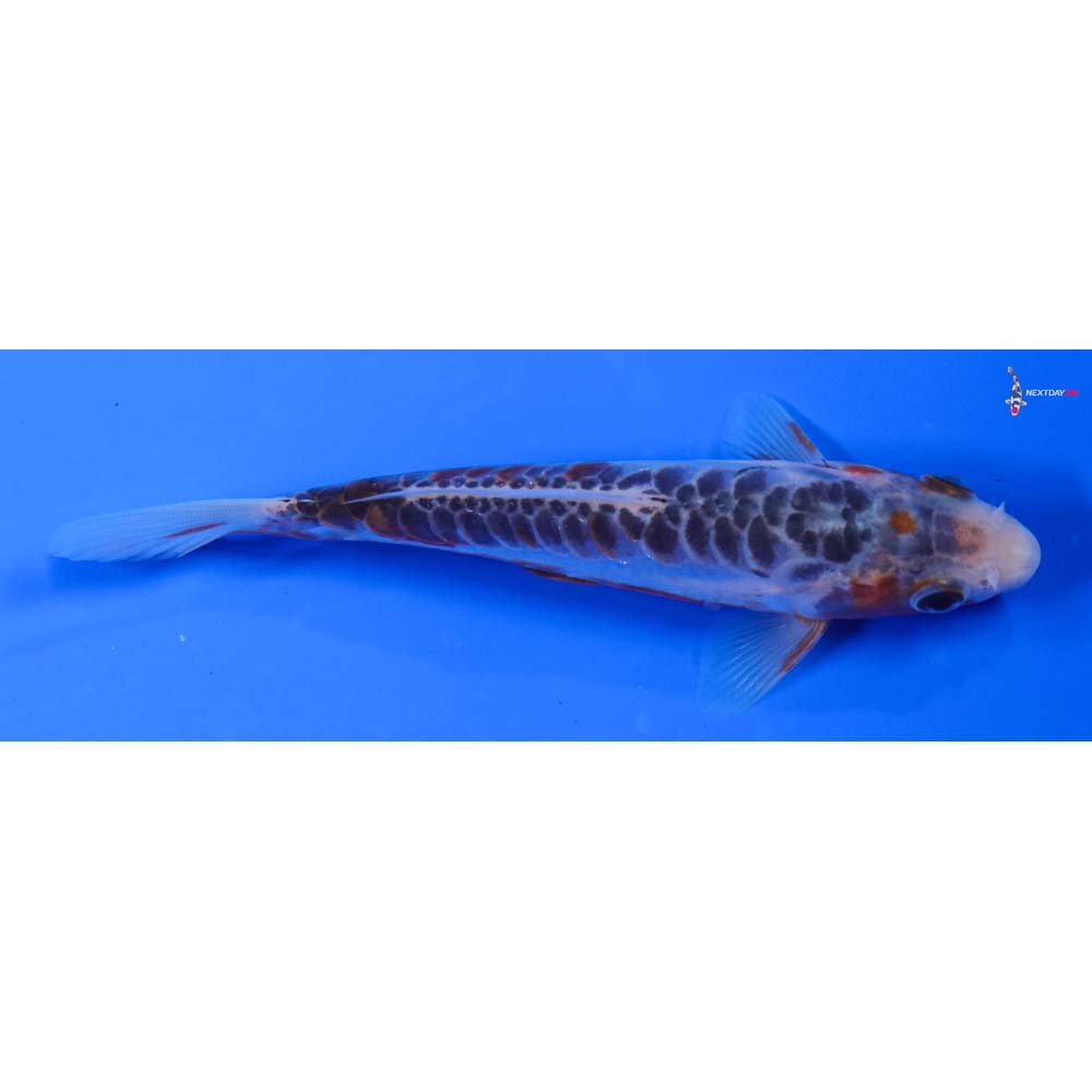 5” Imported Shusui