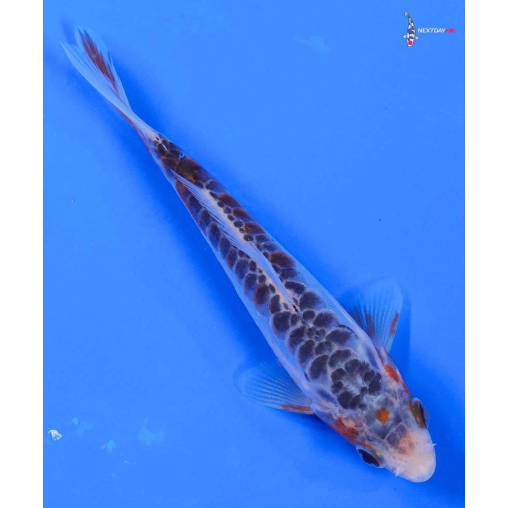 5” Imported Shusui