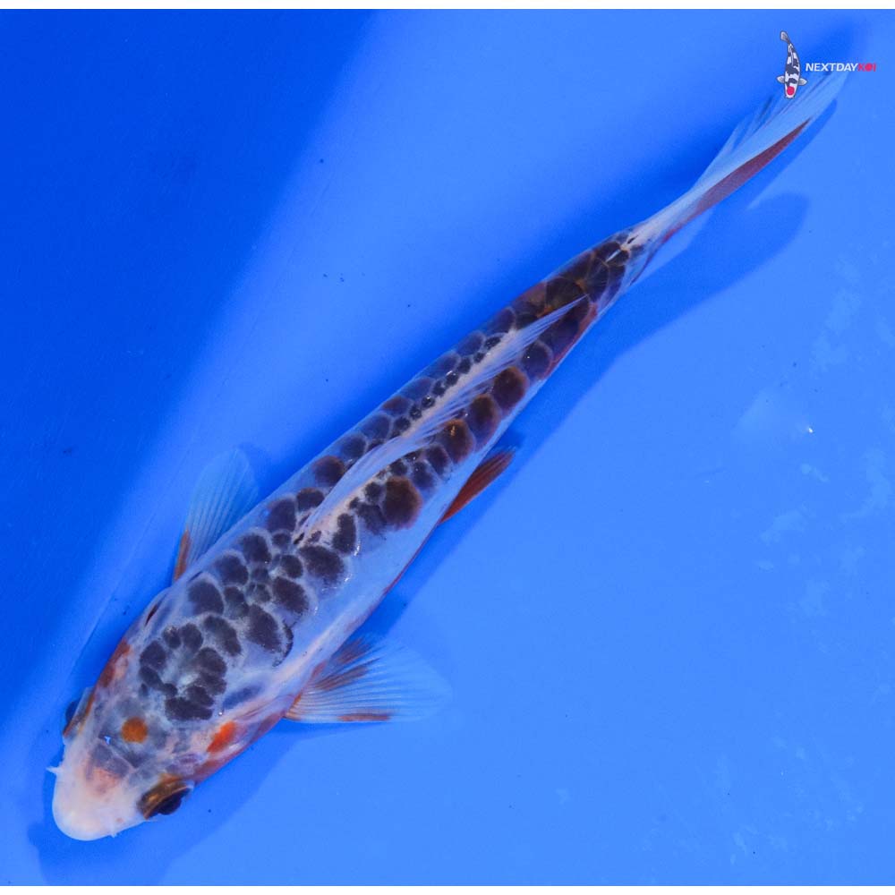 5” Imported Shusui