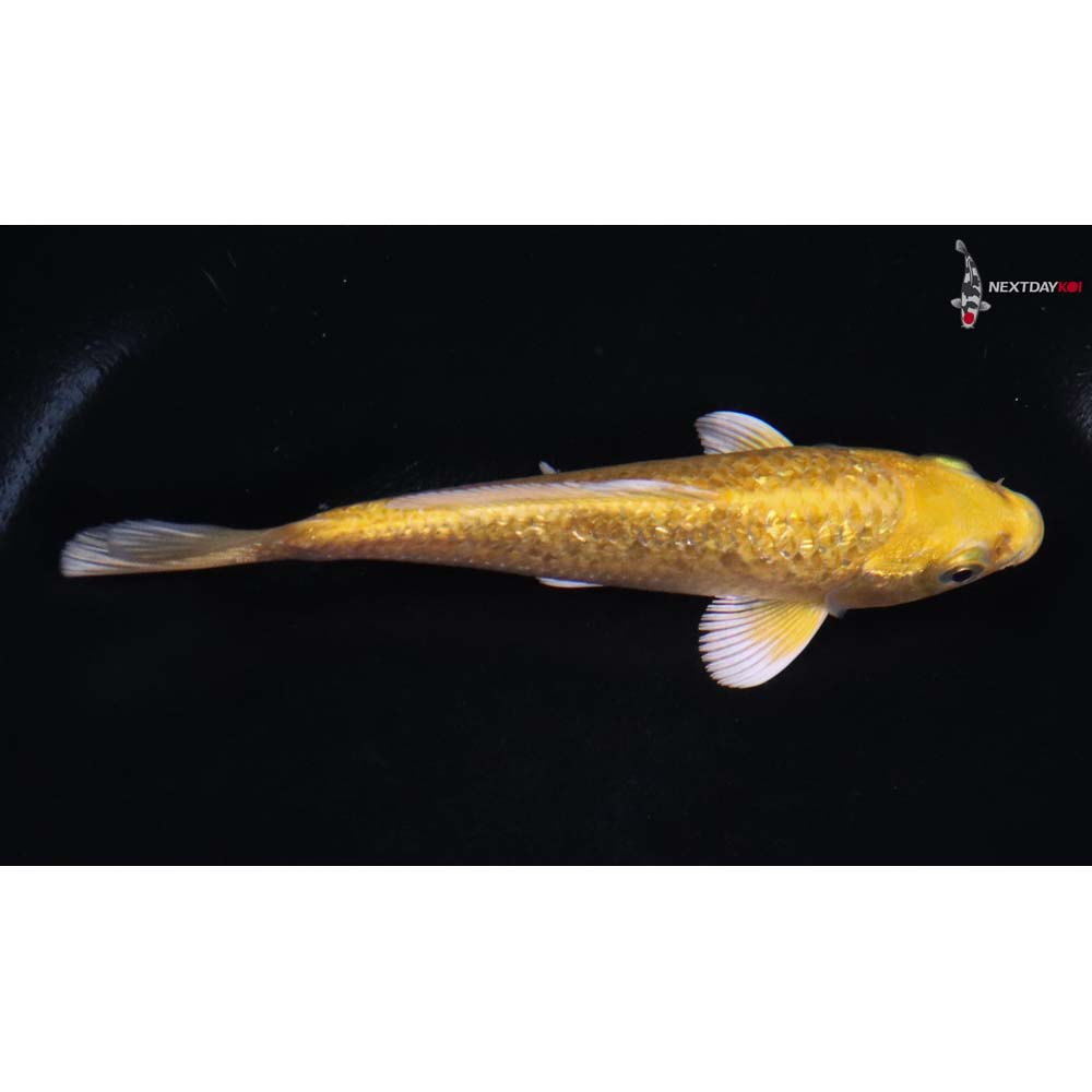 4.5” Imported Gin Rin Yamabuki Ogon