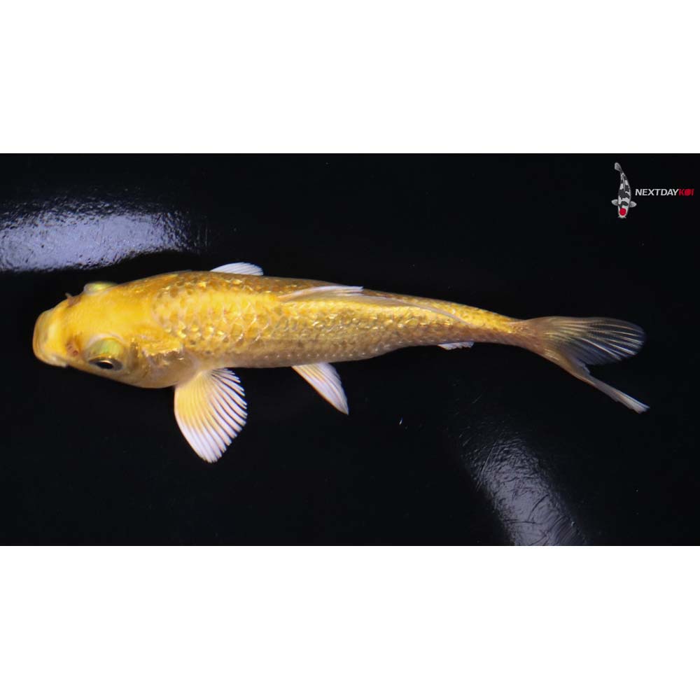 4.5” Imported Gin Rin Yamabuki Ogon