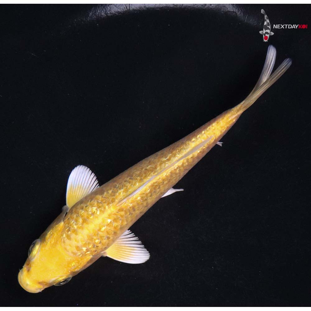 4.5” Imported Gin Rin Yamabuki Ogon