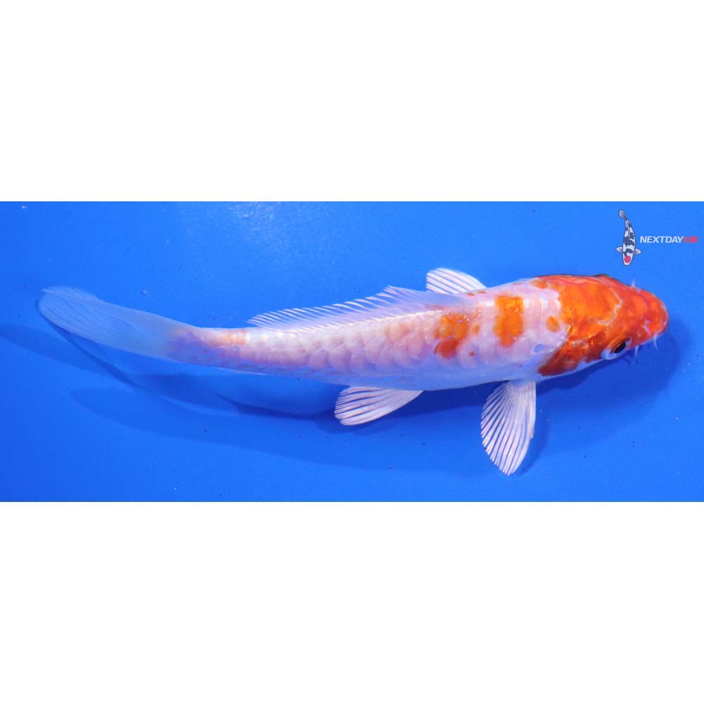 5” Imported Armor Scaled Hariwake