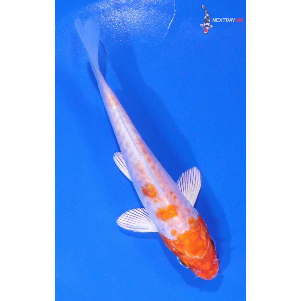 5” Imported Armor Scaled Hariwake