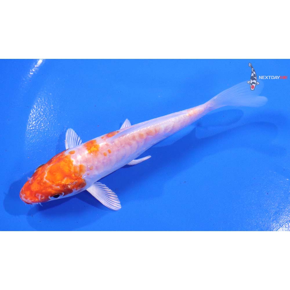 5” Imported Armor Scaled Hariwake