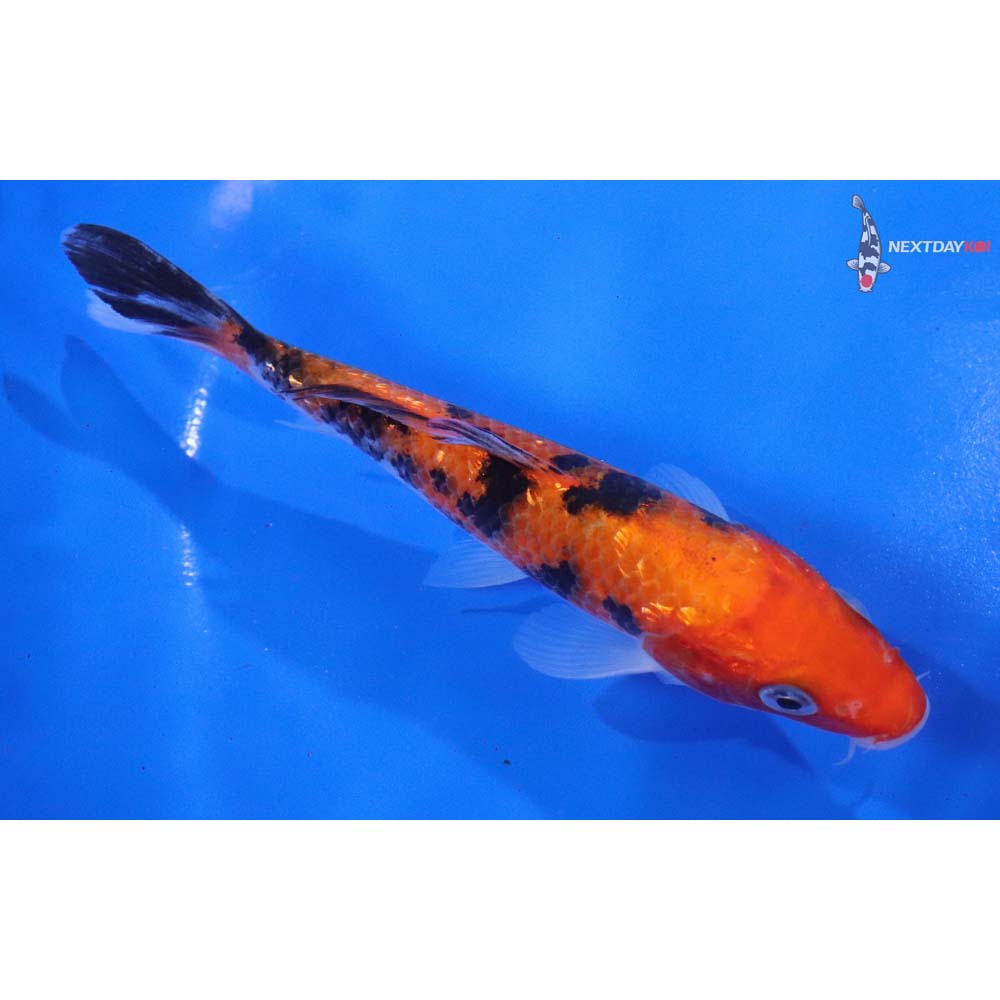 6” Imported Gin Rin Aka Sanke