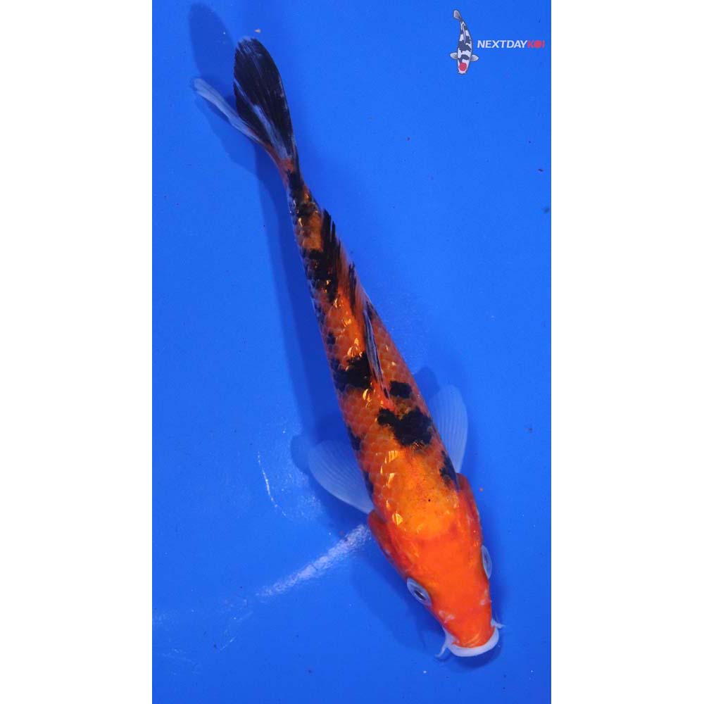 6” Imported Gin Rin Aka Sanke