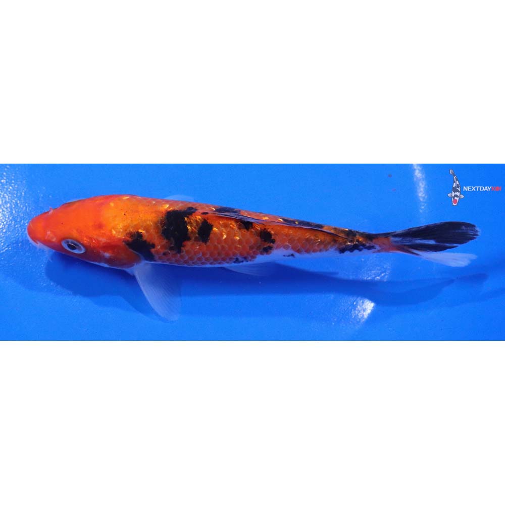 6” Imported Gin Rin Aka Sanke