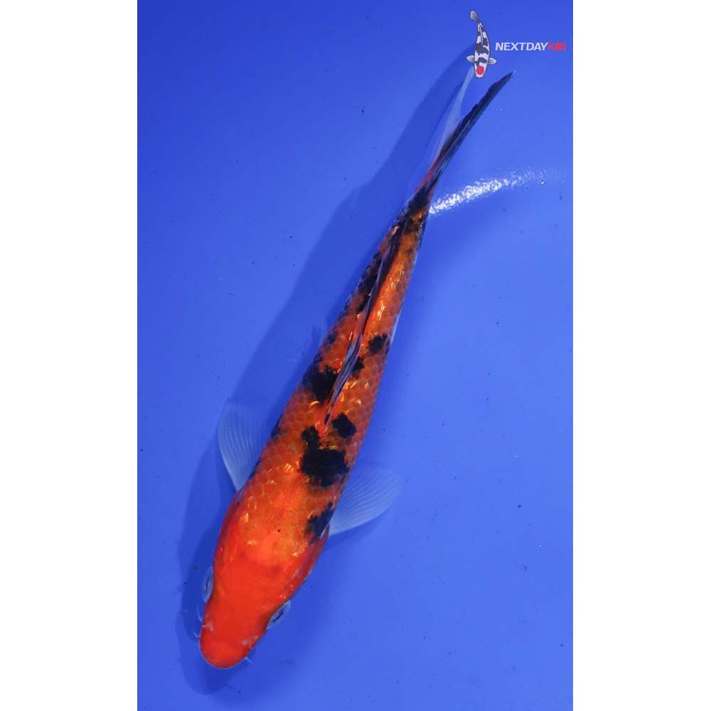 6” Imported Gin Rin Aka Sanke