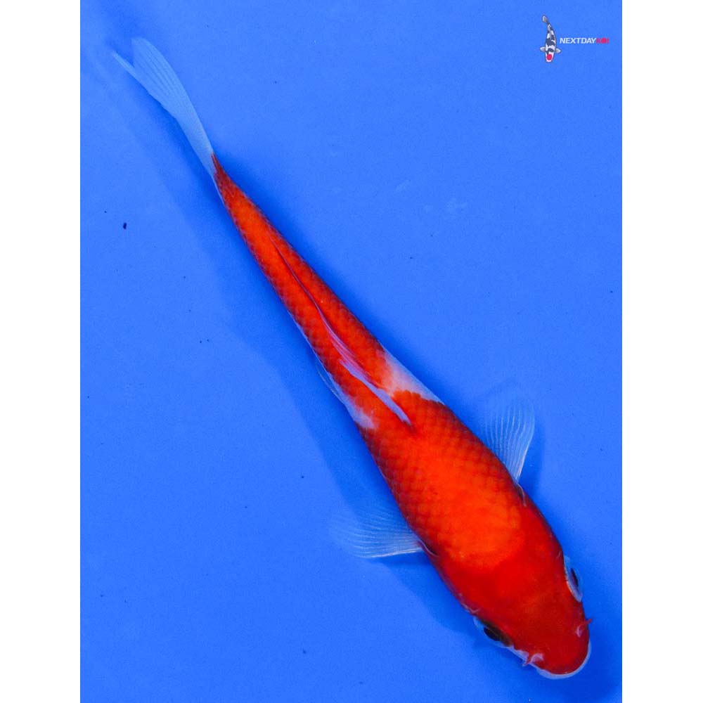 4” Imported Kohaku