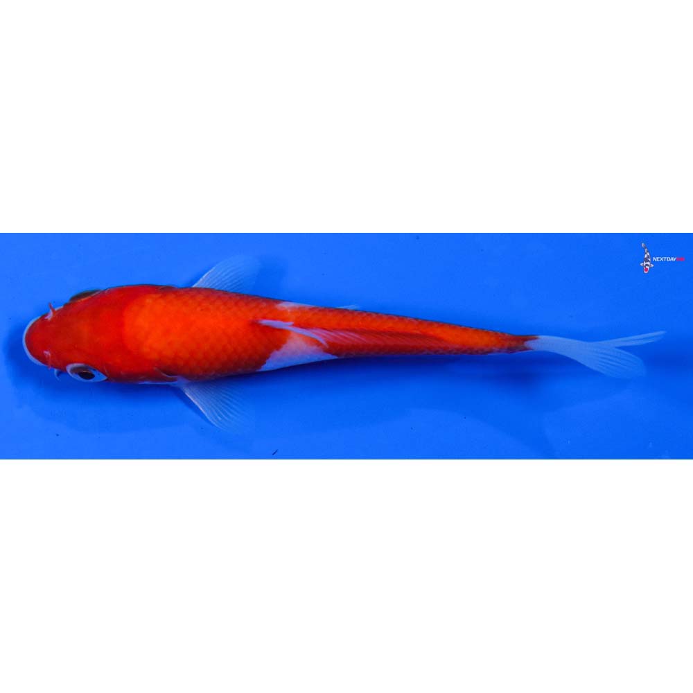 4” Imported Kohaku