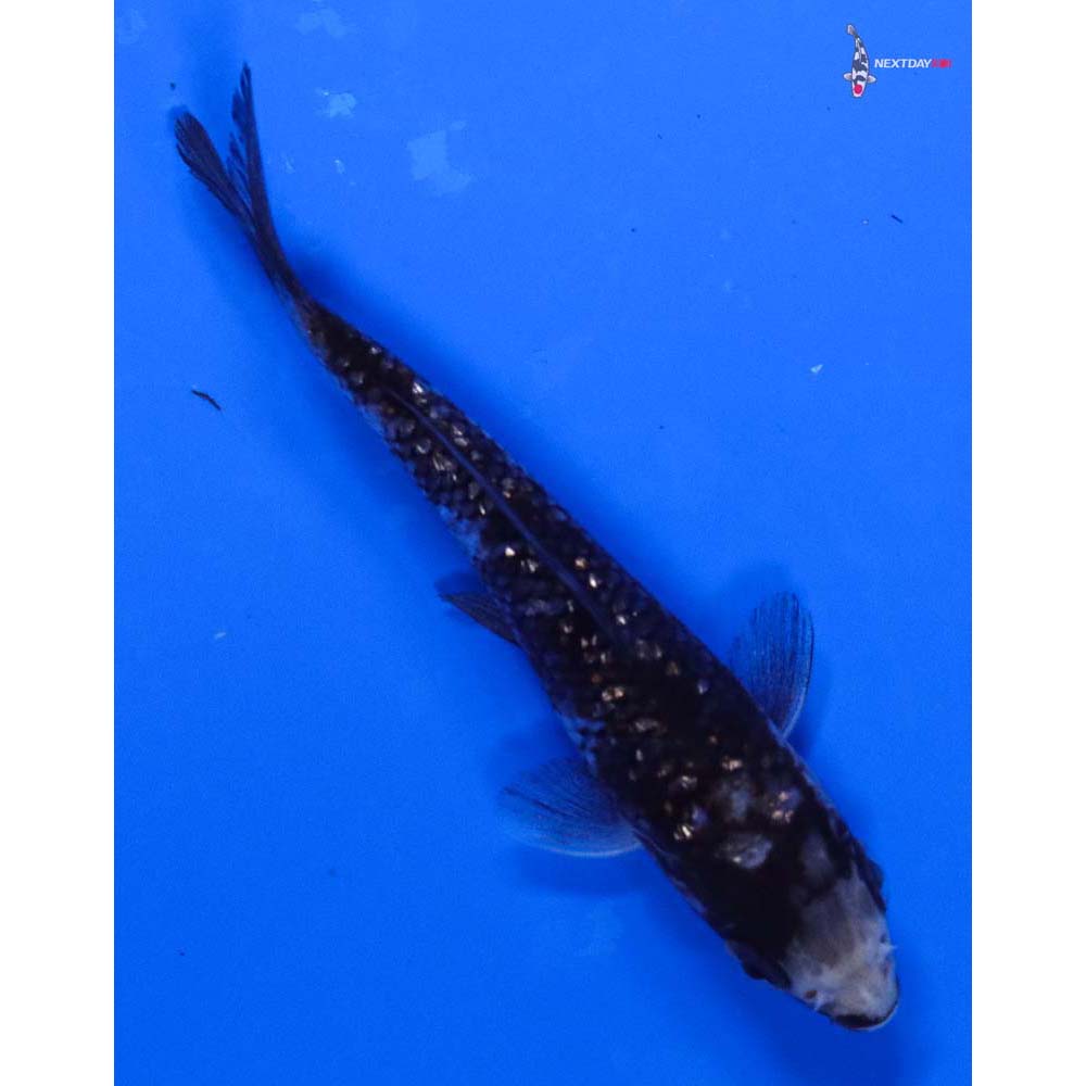 4” Imported Gin Rin Matsukawabakke