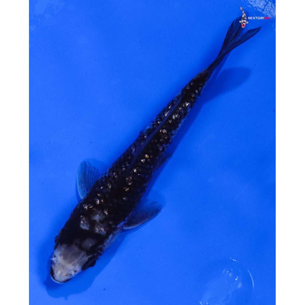 4” Imported Gin Rin Matsukawabakke