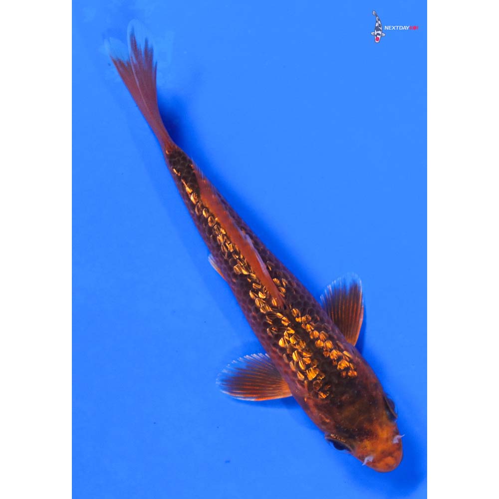 4.5” Imported Gin Rin Hi Asagi