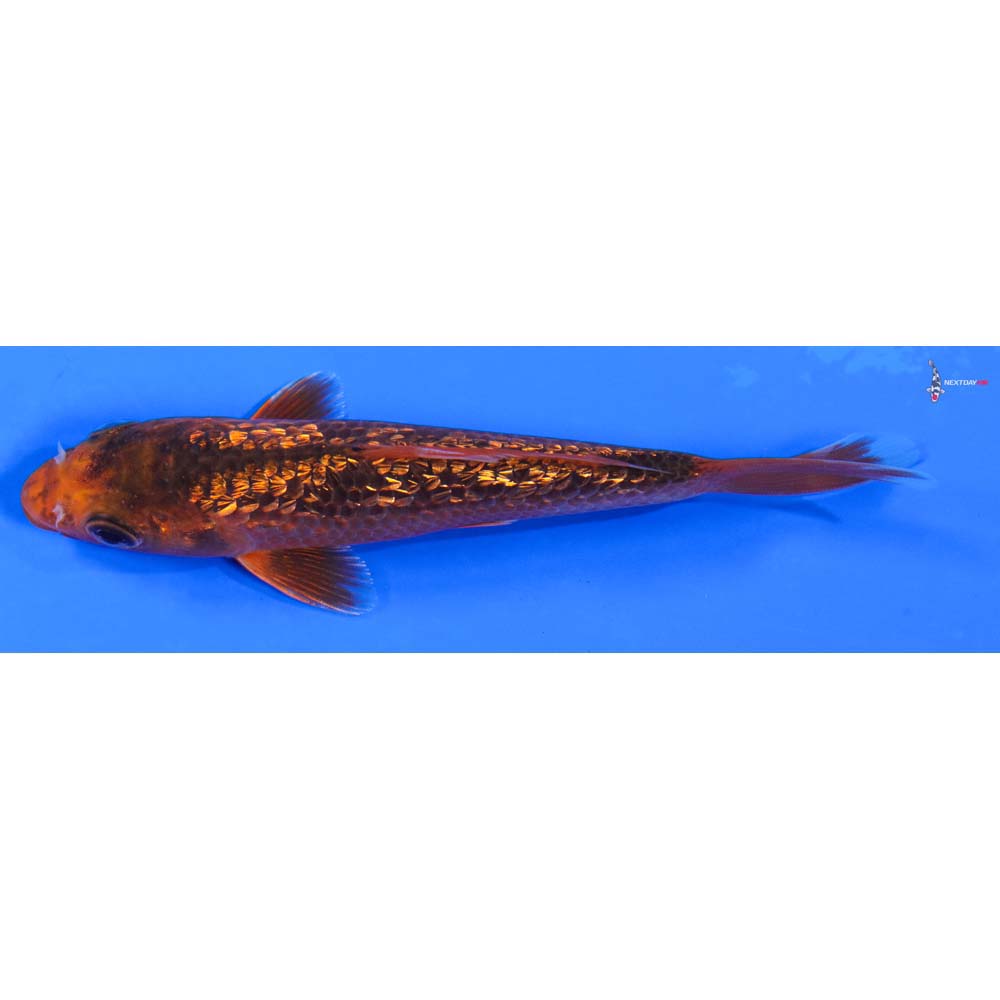 4.5” Imported Gin Rin Hi Asagi