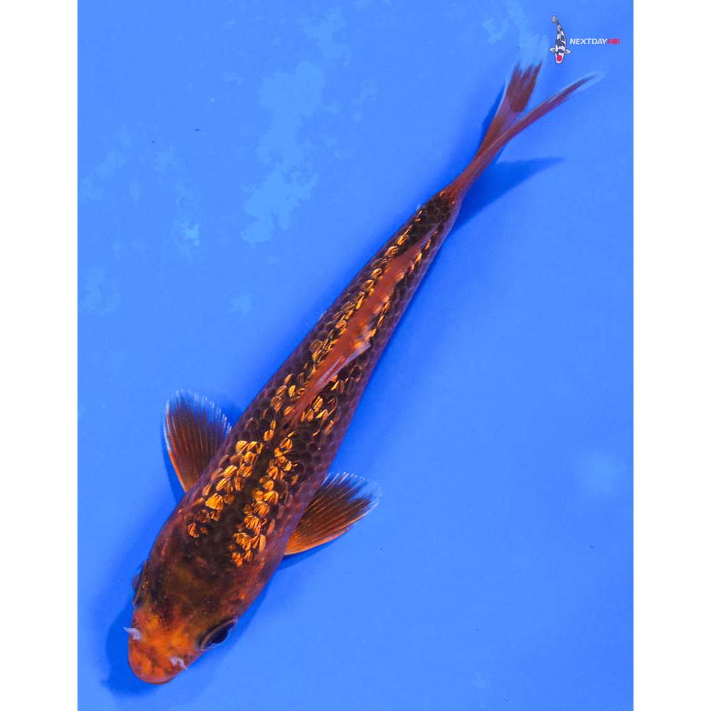 4.5” Imported Gin Rin Hi Asagi