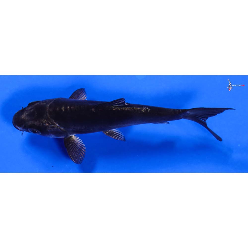 4.5” Imported Kikokuryu