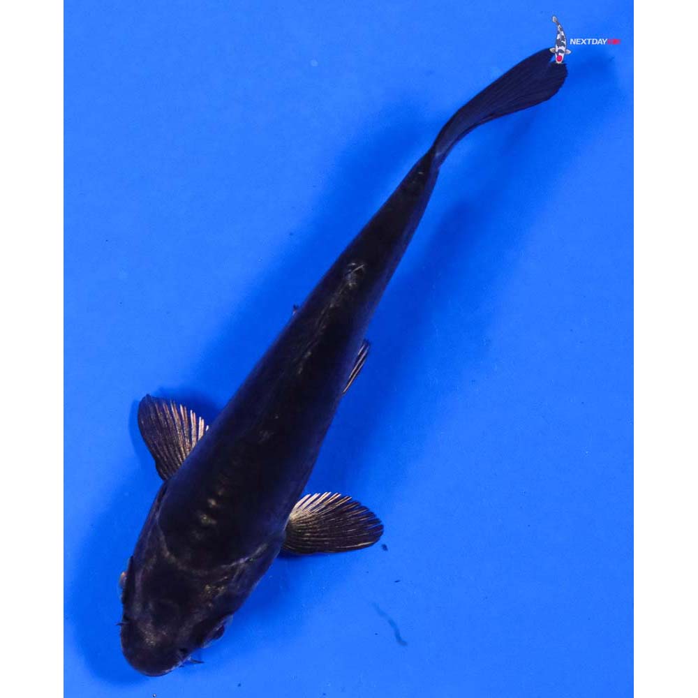 4.5” Imported Kikokuryu