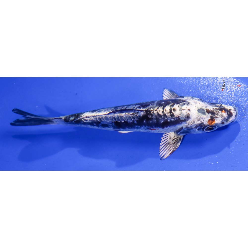 5” Imported Kin Kikokuryu