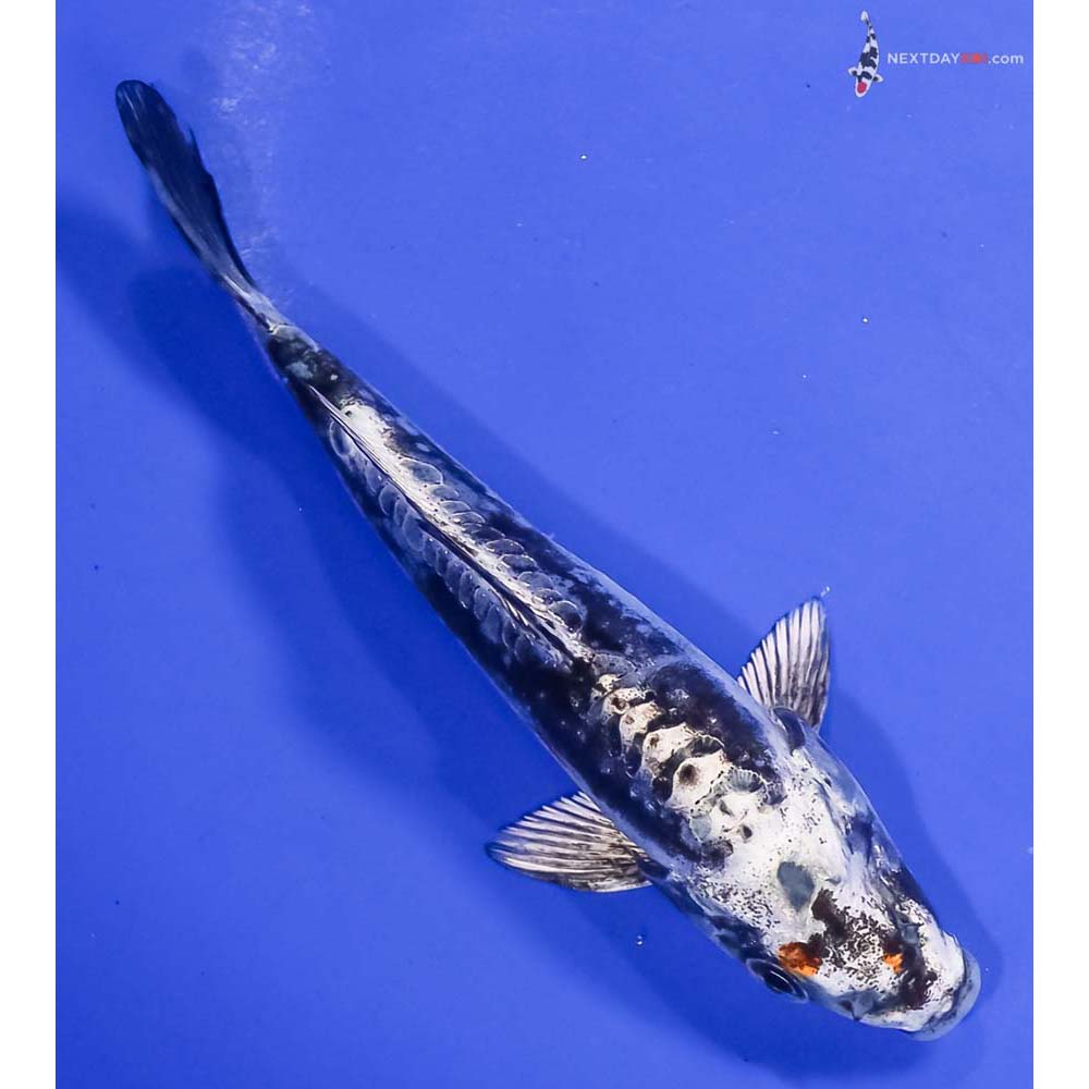 5” Imported Kin Kikokuryu