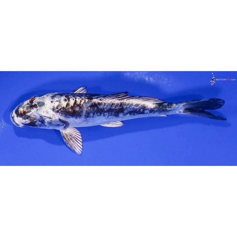 5” Imported Kin Kikokuryu